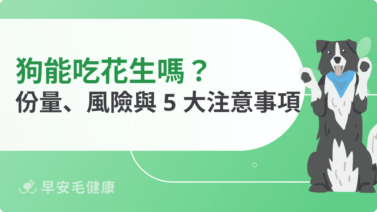 狗可以吃花生嗎？常見疑問、適合份量與注意事項全解析