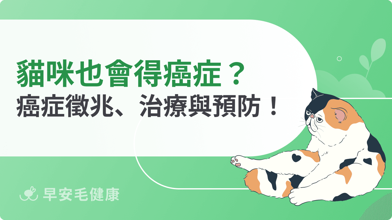 貓癌症怎麼辦？貓咪腫瘤原因、末期症狀、治療照護完整解析！