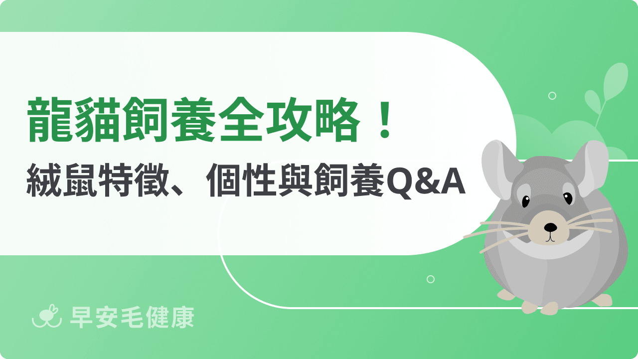 龍貓飼養全攻略：絨鼠特徵、智商、個性與飼養Q&A