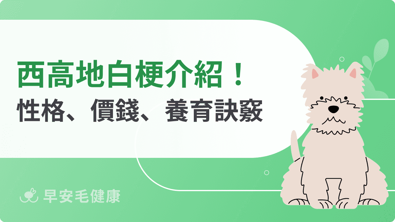【西高地白梗攻略】西沙狗個性、費用、缺點與養育訣竅