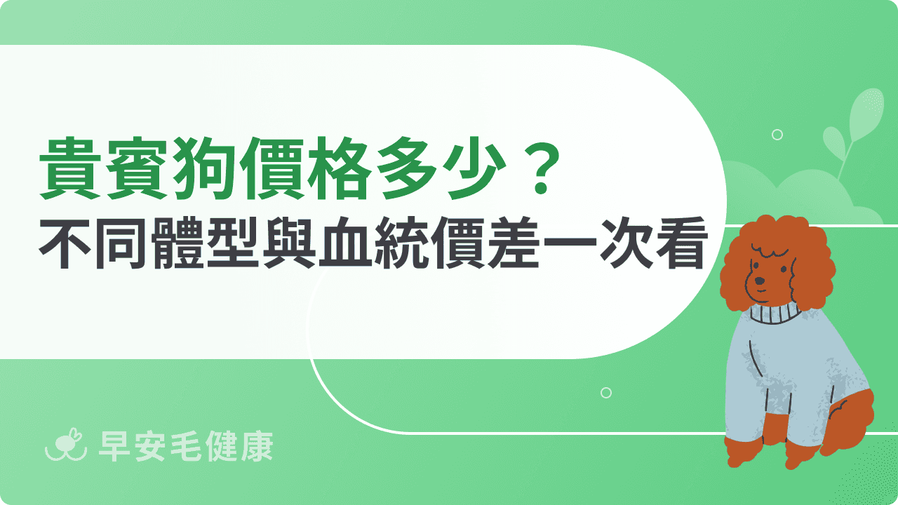 貴賓狗價格多少？不同體型與血統價差一次看懂