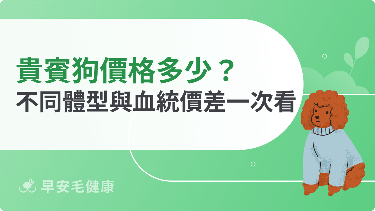 貴賓狗價格多少?不同體型與血統價差一次看懂
