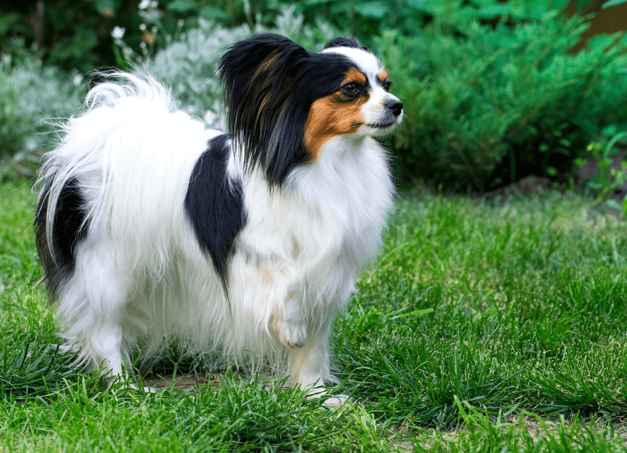 465. AI-papillon-dog-intelligence-1