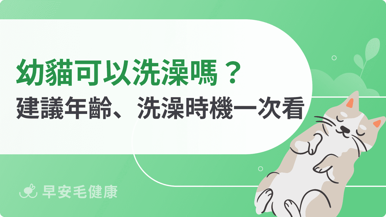 幼貓可以洗澡嗎？建議年齡、正確洗澡時機一次看