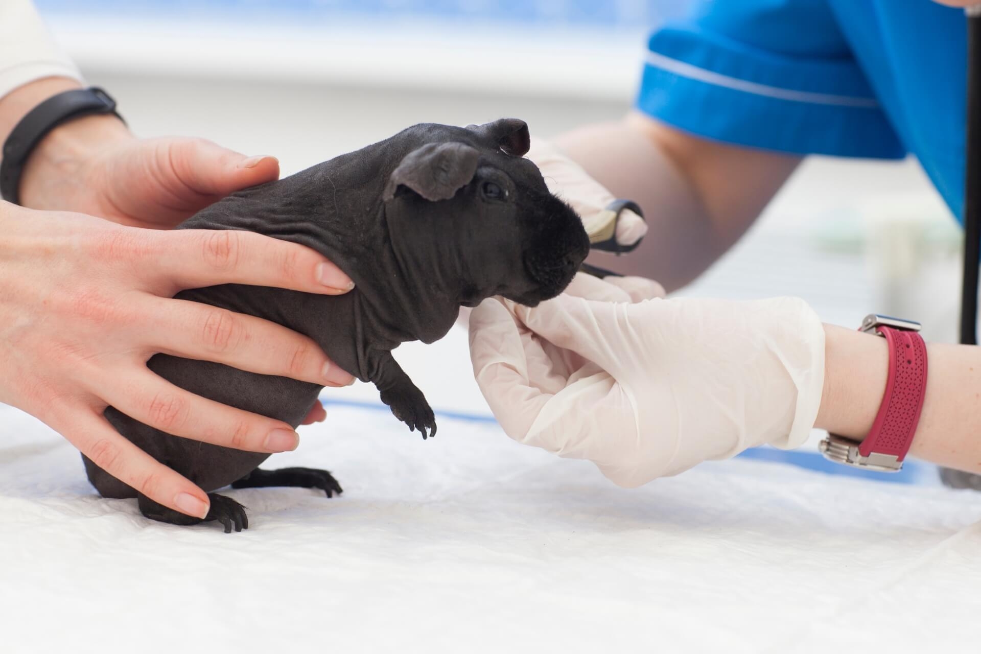 107. skinny-pig-guide-2