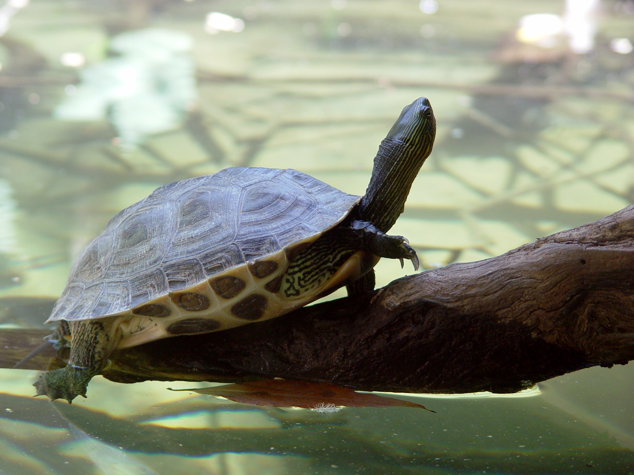 83.chinese-stripe-necked-turtle-guide-1