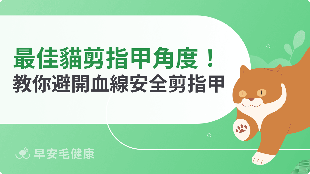 貓剪指甲角度怎麼拿捏？避開血線、安全輕鬆一步到位