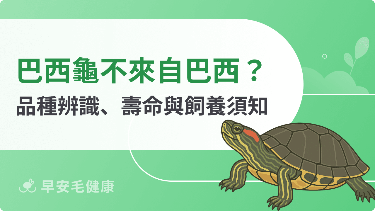 巴西龜怎麼養？紅耳龜vs斑龜品種辨識、壽命與飼養須知