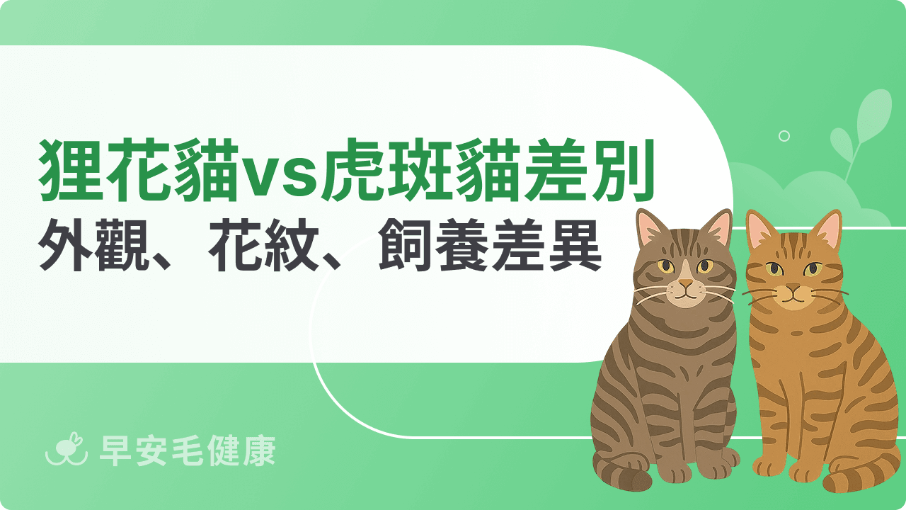 狸花貓vs虎斑貓分別差在哪？外觀、花紋、飼養差異通通看懂