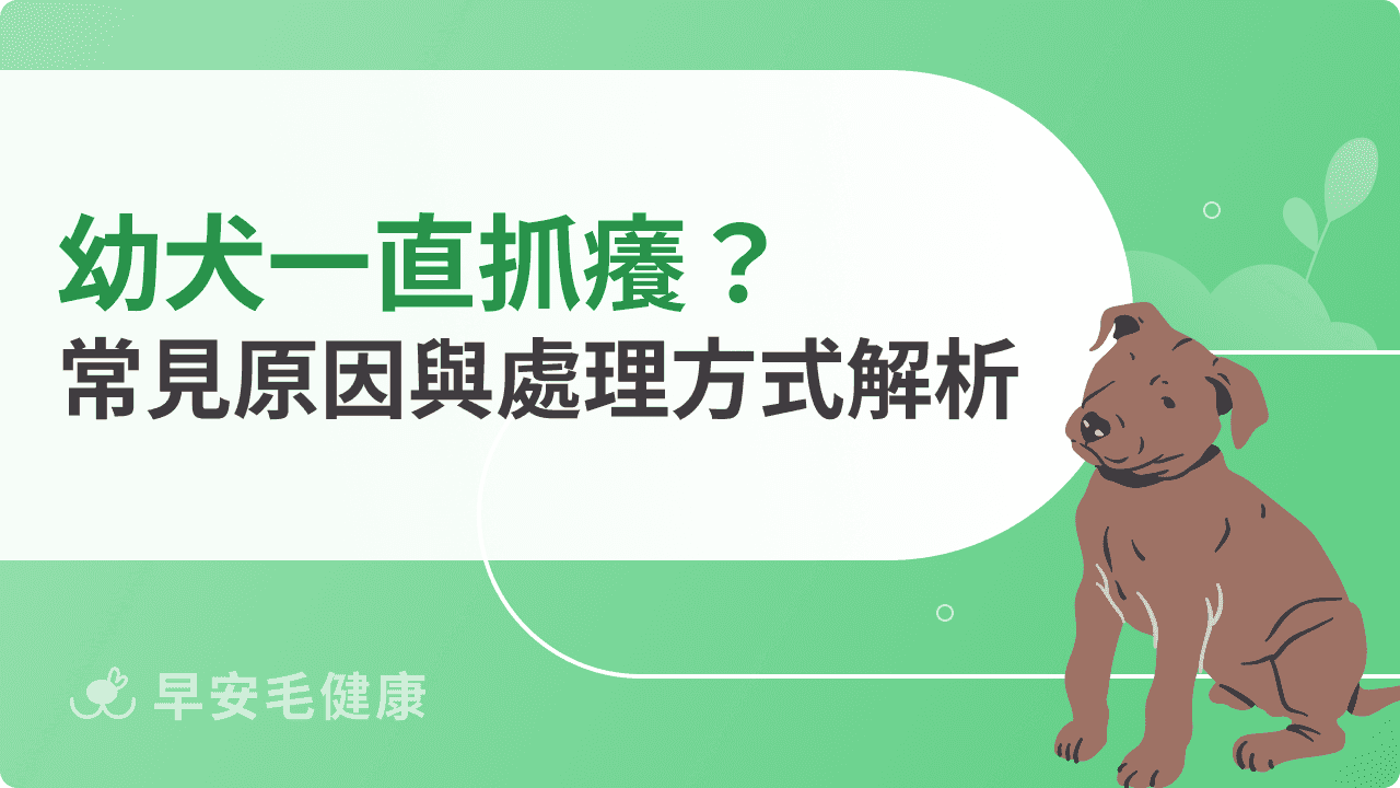 幼犬一直抓癢怎麼辦？常見原因與處理方式解析