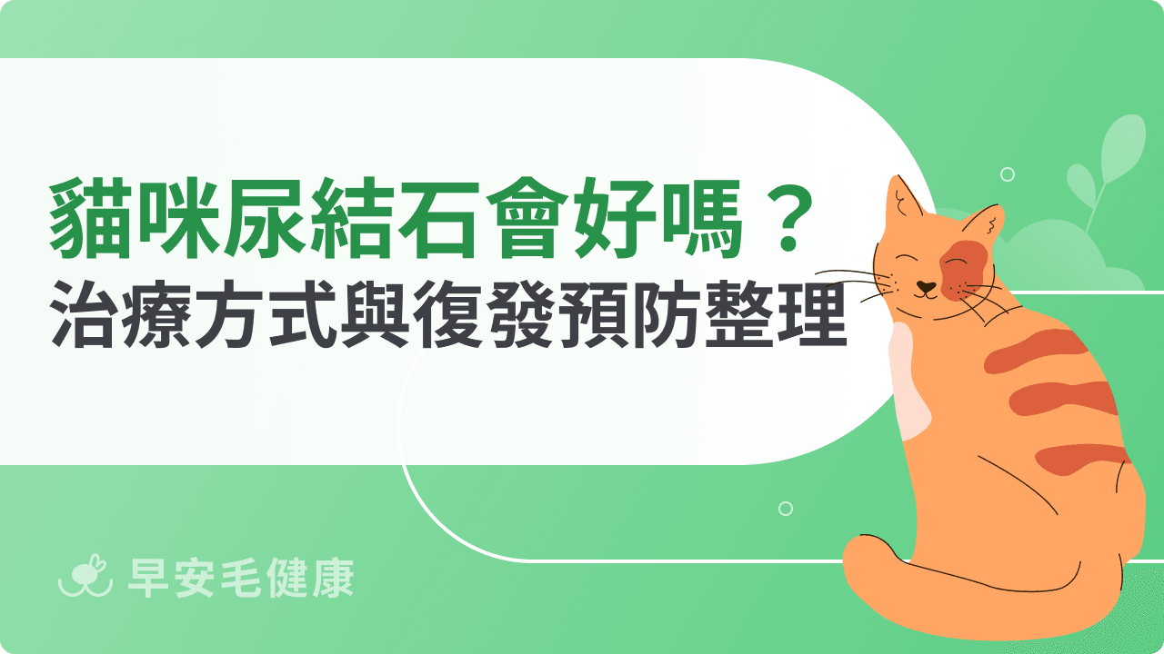 貓咪尿結石會好嗎？毛爸媽必知治療方式與復發預防一次看
