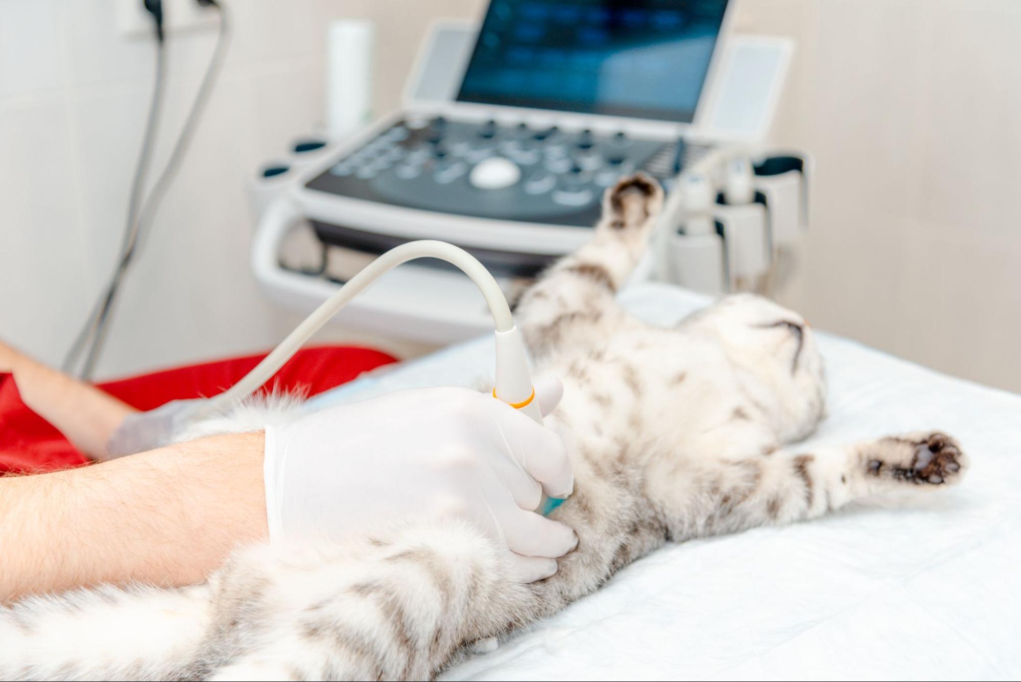 278. AI - female-cat-spay-recovery-time-1