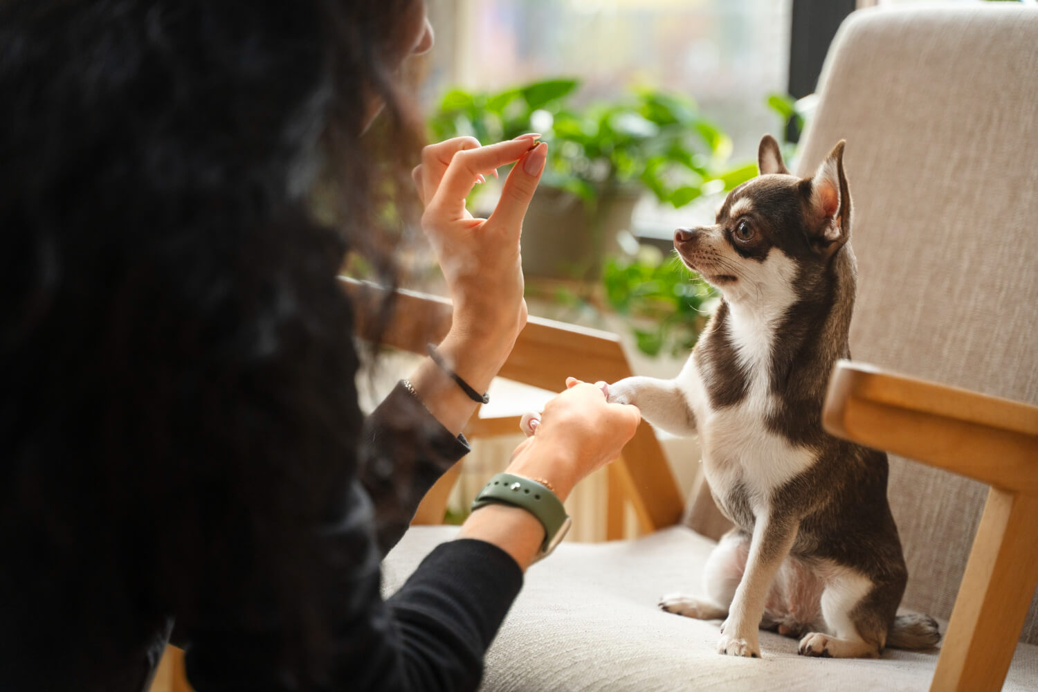 2.how-to-feed-a-puppy-3
