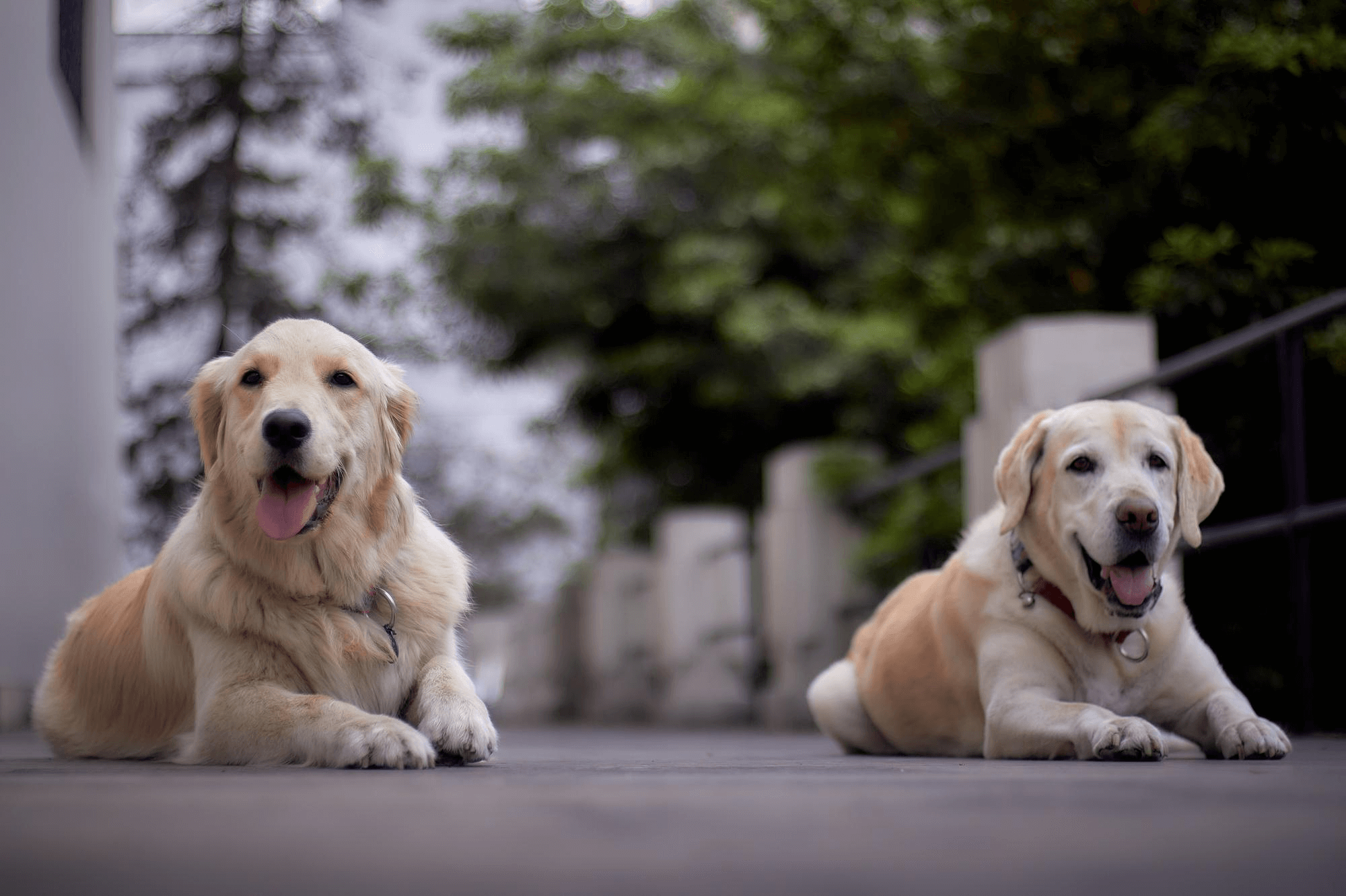 359. AI - golden-retriever-vs-labrador-1