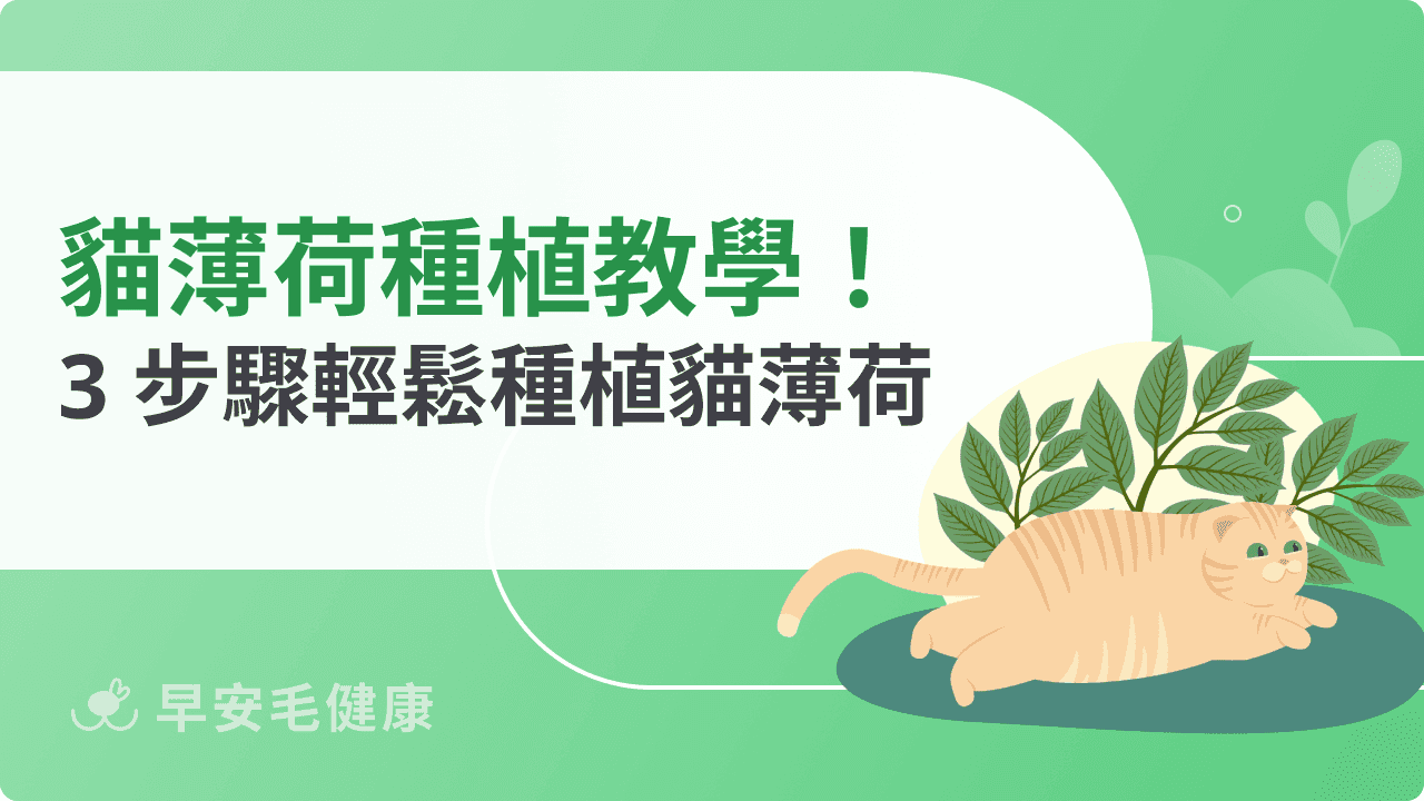 貓薄荷種植教學大公開！新手飼主也能成功養出貓咪最愛植物