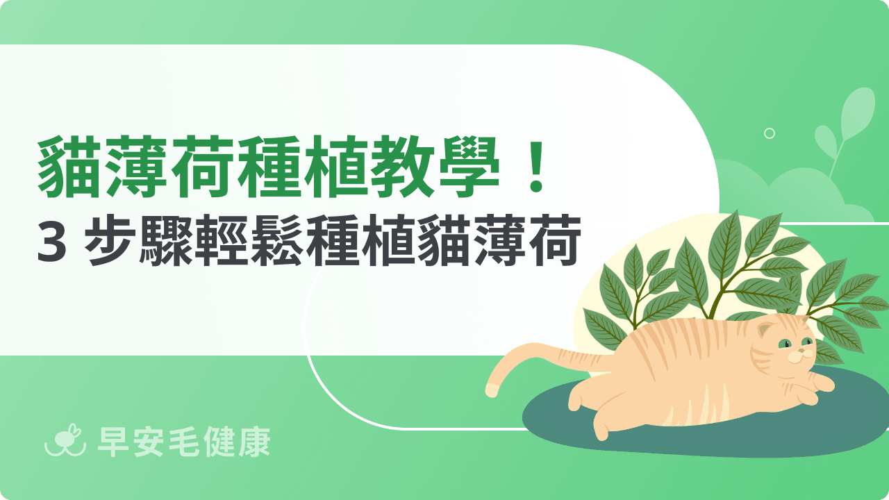 貓薄荷種植教學大公開！新手飼主也能成功養出貓咪最愛植物
