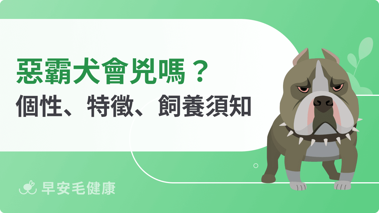 惡霸犬、比特犬怎麼分？詳解惡霸犬個性、特徵與飼養須知