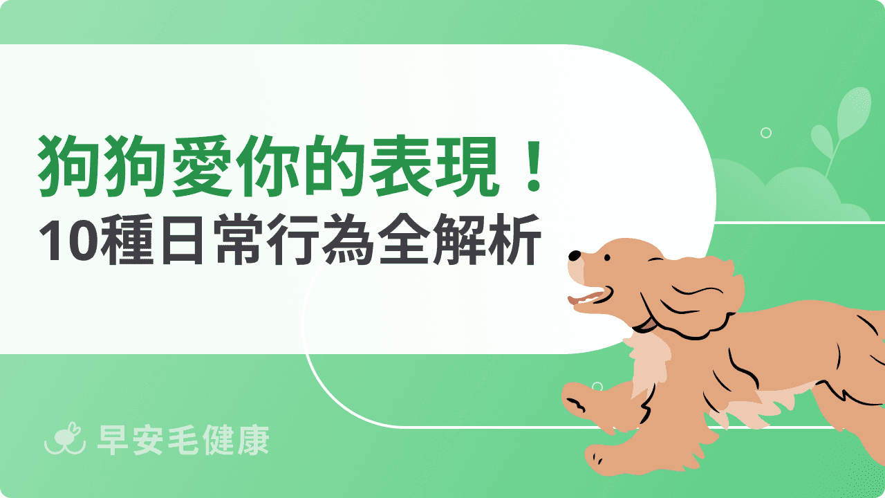 狗狗愛你的表現有哪些？10種日常行為全解析