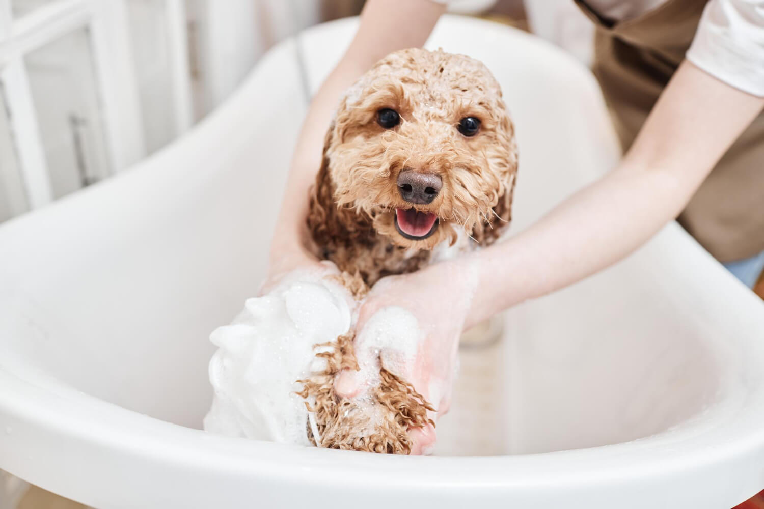 29.dog-bathing-guide-2