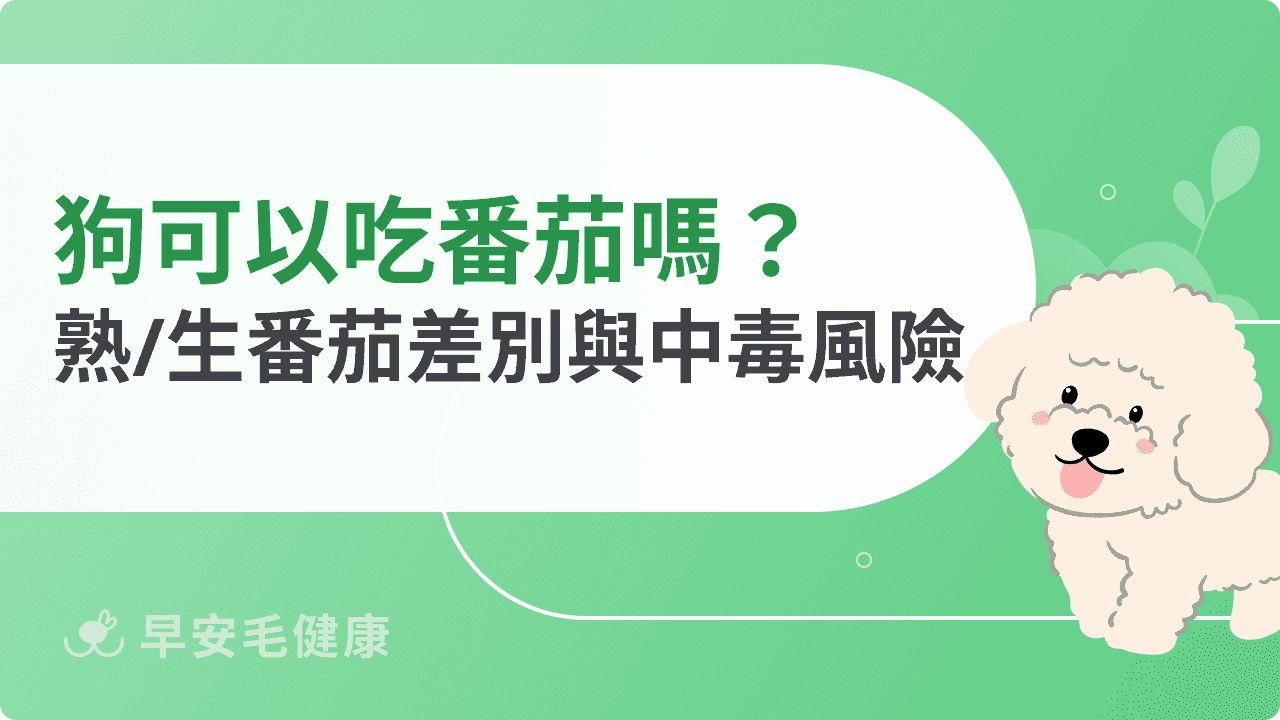 狗可以吃番茄嗎？熟番茄、生番茄差別與中毒風險解析