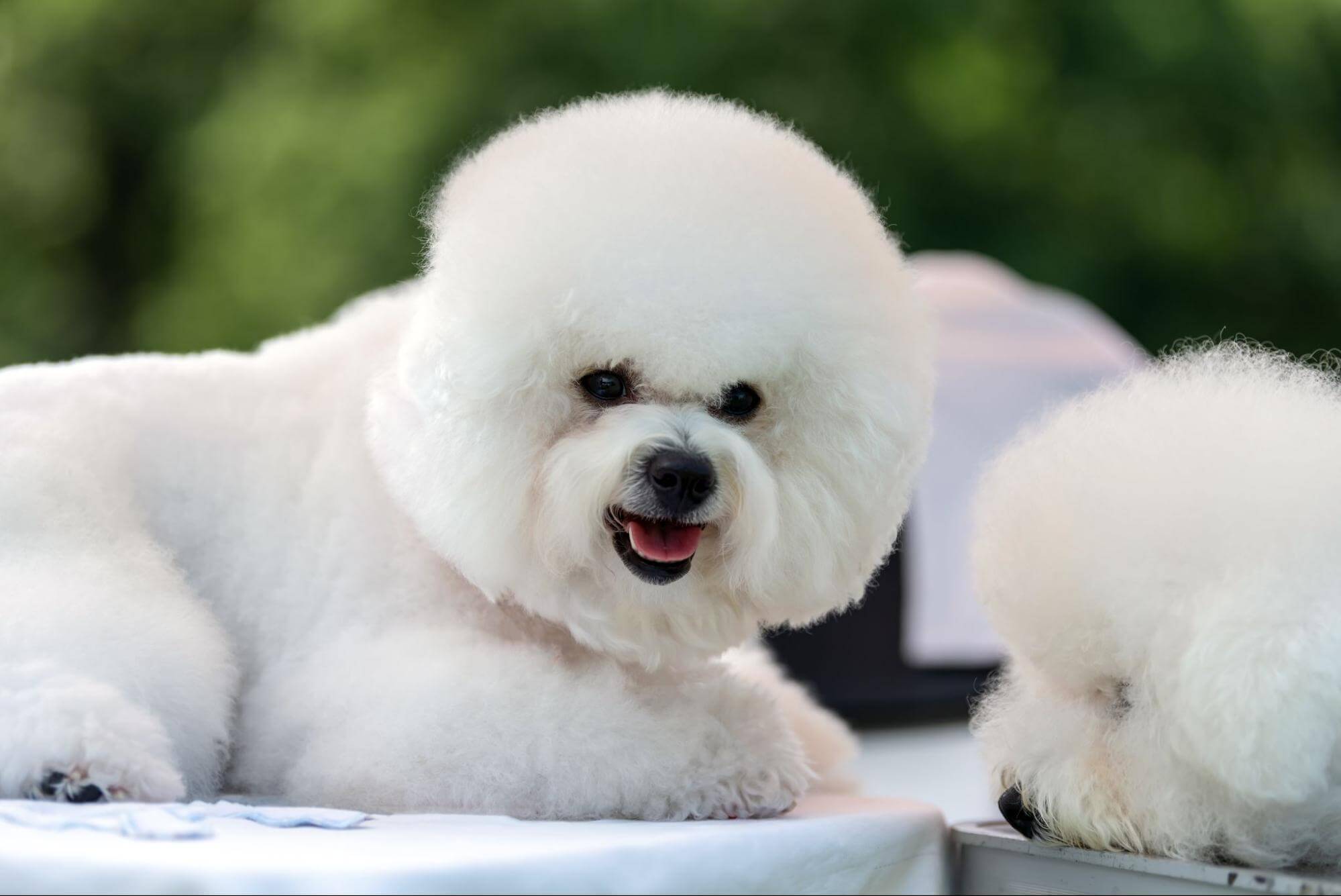 252. AI - bichon-frise-lifespan-1