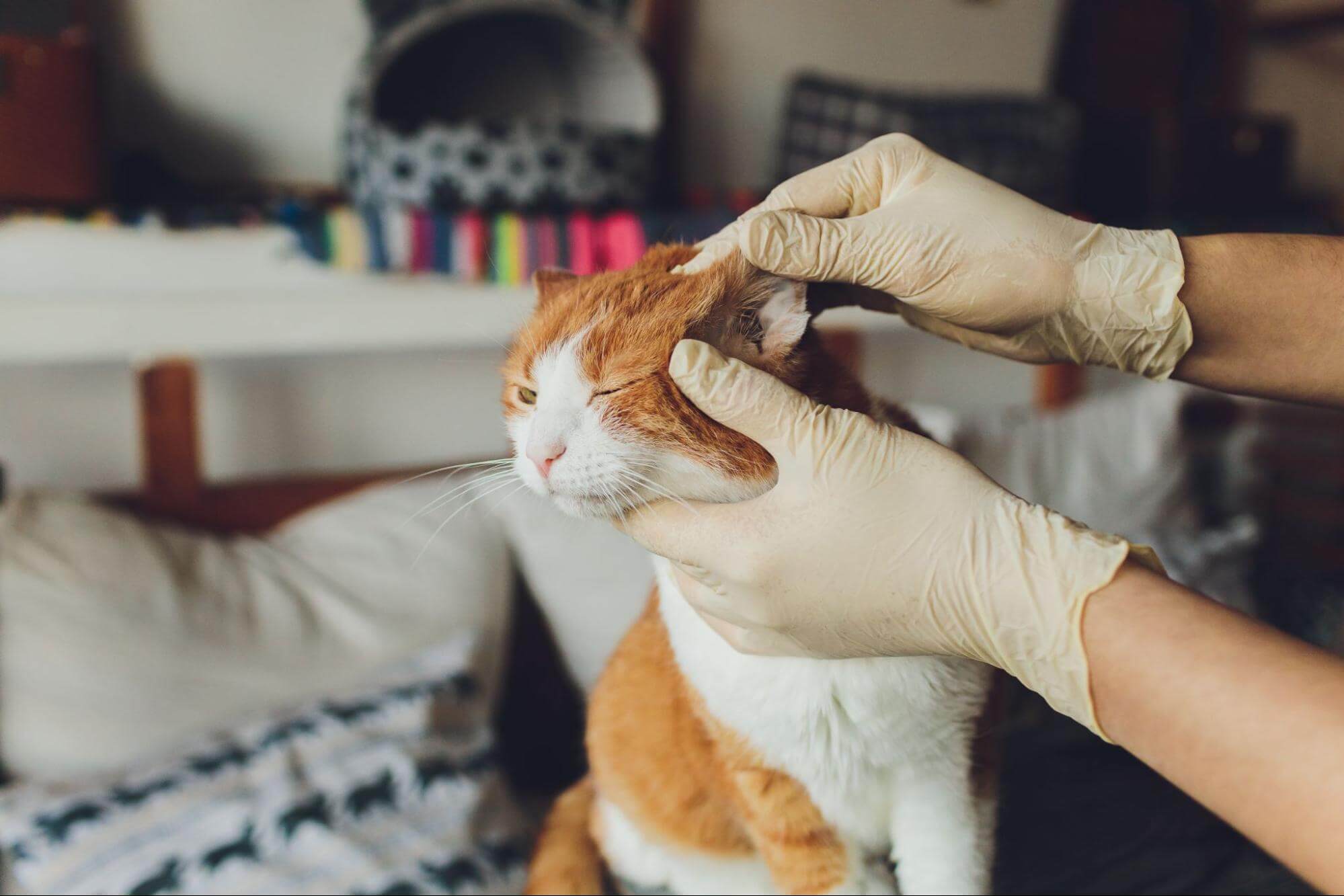 301. AI - ringworm-treatment-1