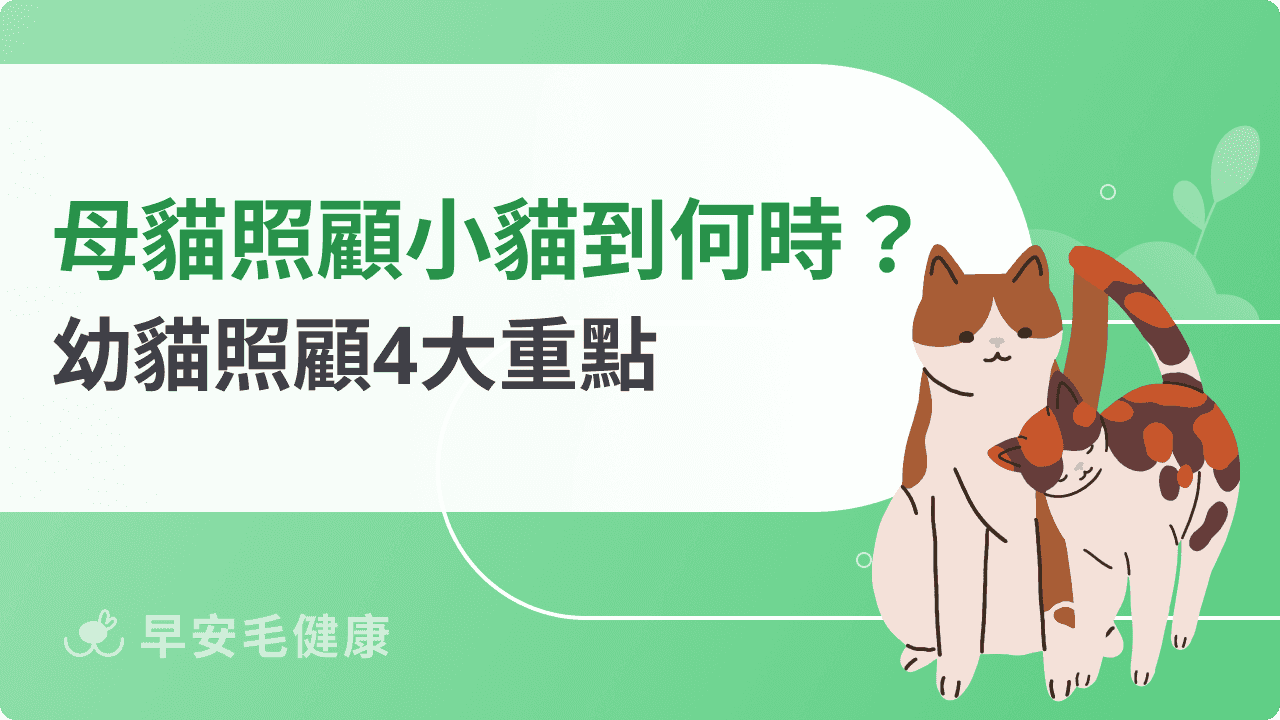 母貓會照顧小貓到什麼時候？從哺乳到斷奶，幼貓照顧 4 大重點！