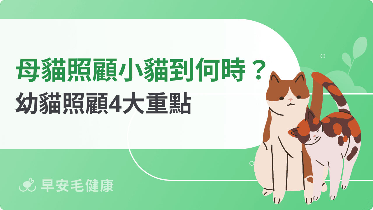 母貓會照顧小貓到什麼時候？從哺乳到斷奶，幼貓照顧 4 大重點！