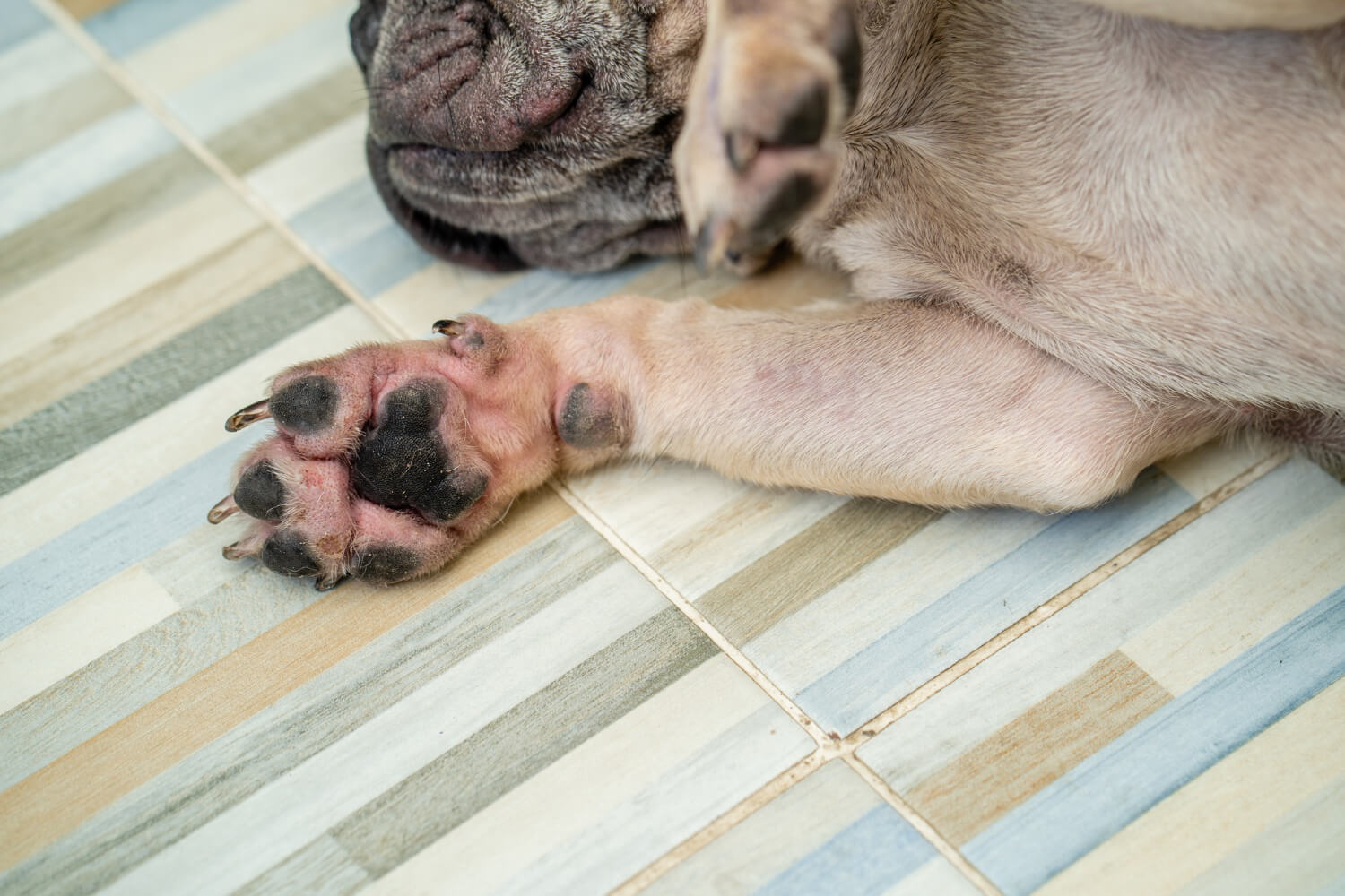 27.dog-skin-disease-guide-2