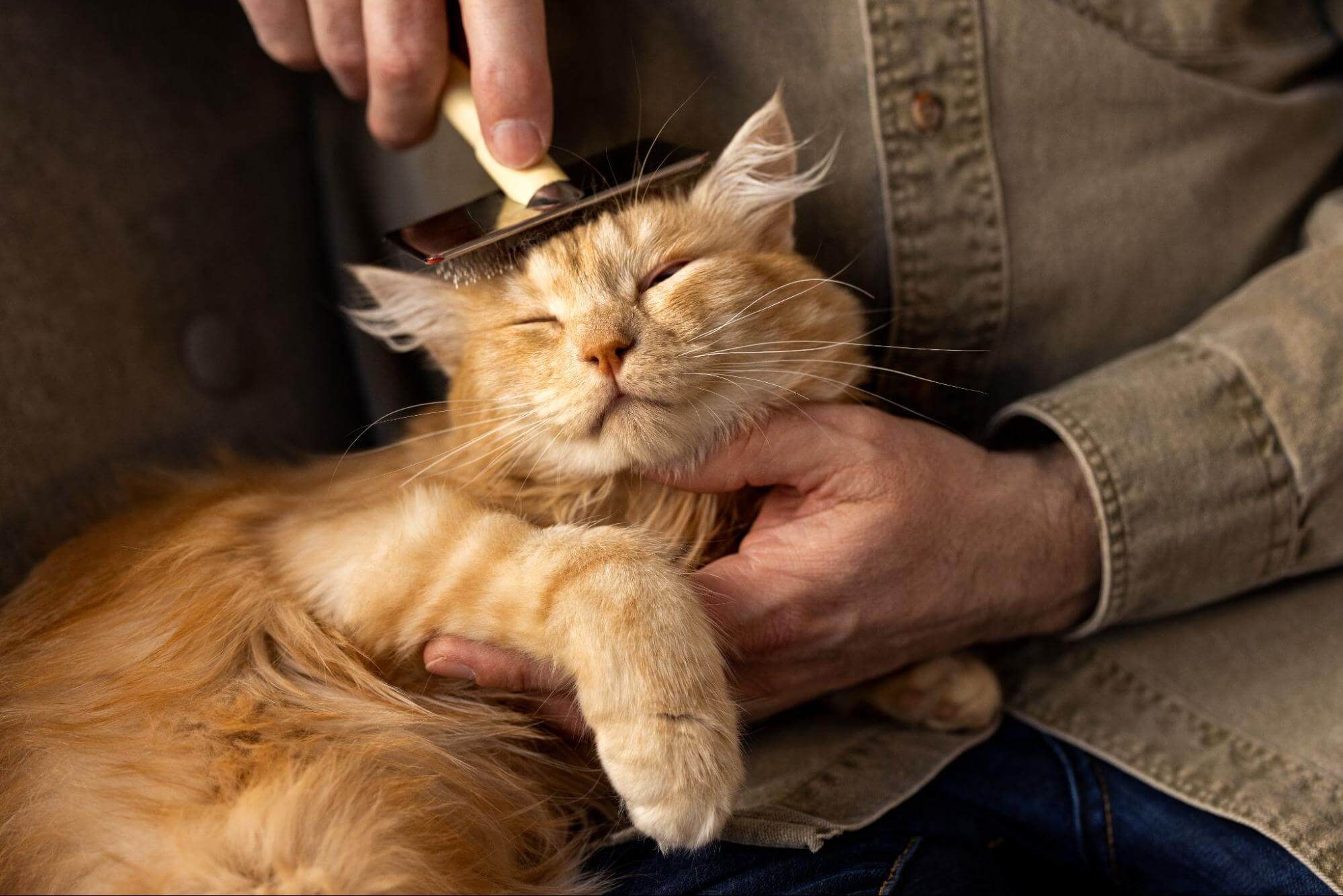 37. AI - cat-grooming-benefits-1