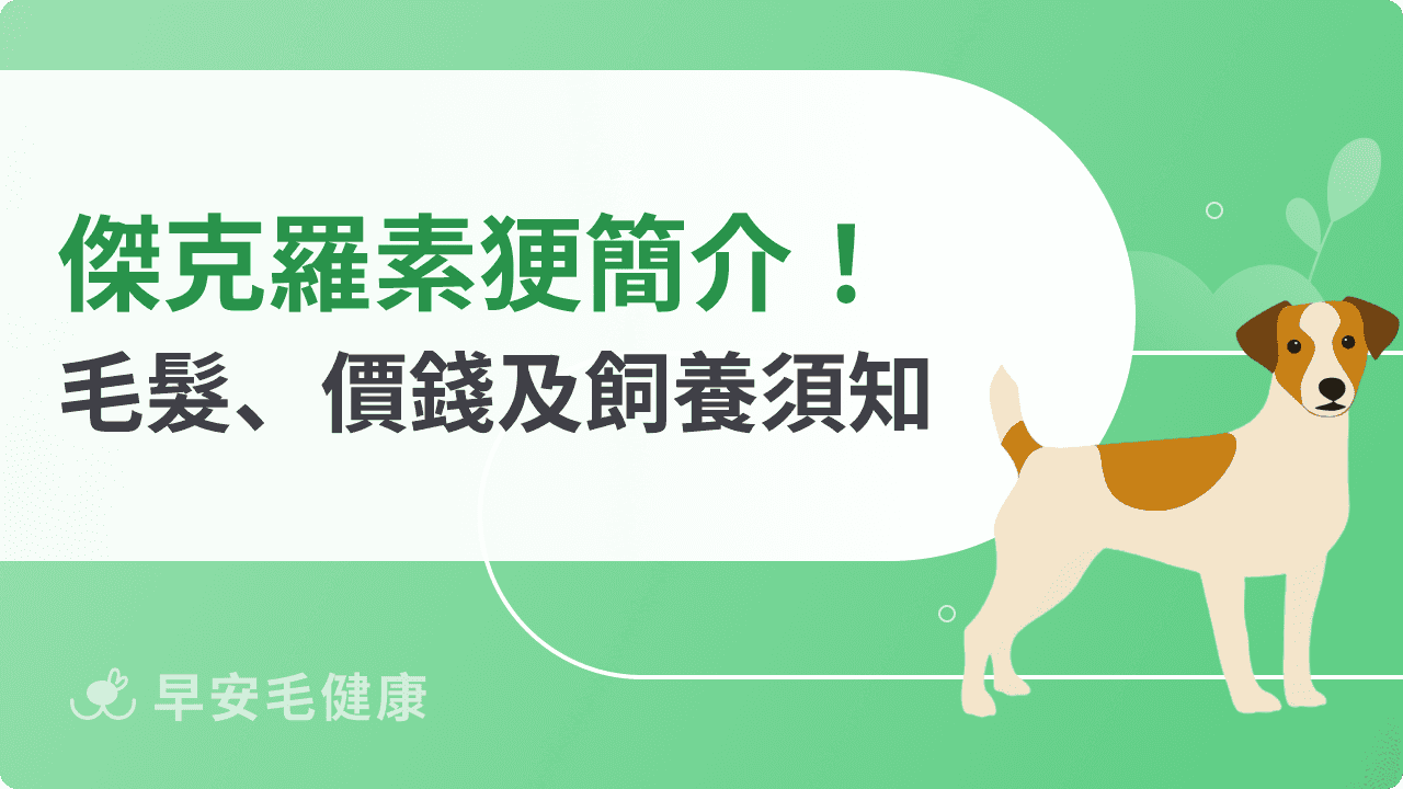 傑克羅素㹴領養必看！價格、智商、毛髮外觀與遺傳疾病