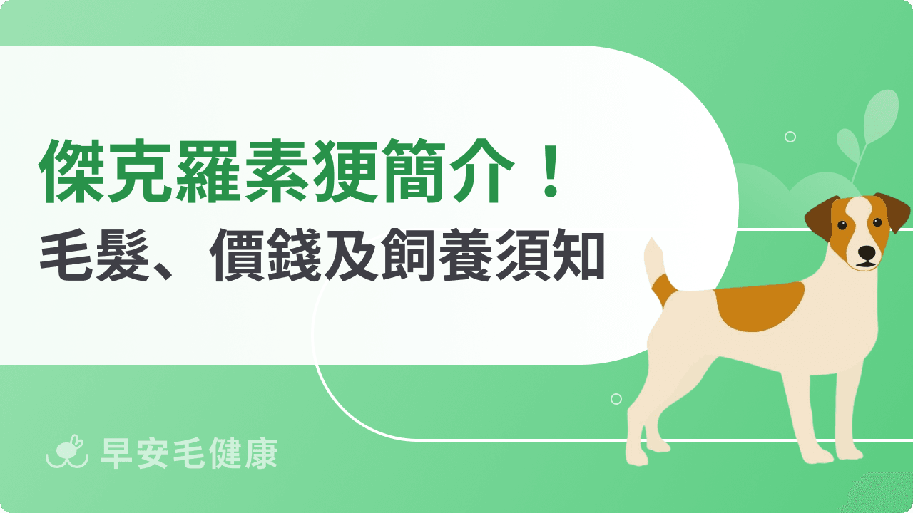 傑克羅素㹴領養必看！價格、智商、毛髮外觀與遺傳疾病