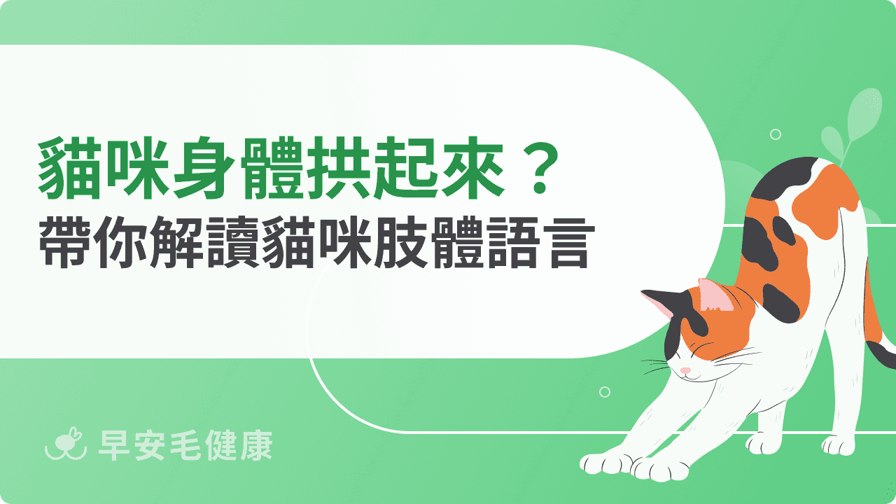 貓咪身體拱起來是生氣嗎？帶你解讀貓咪肢體語言