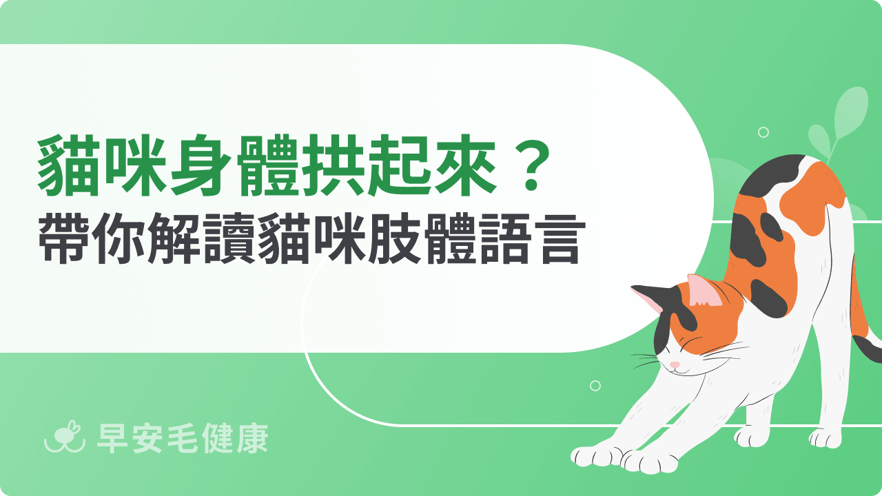 貓咪身體拱起來是生氣嗎？帶你解讀貓咪肢體語言