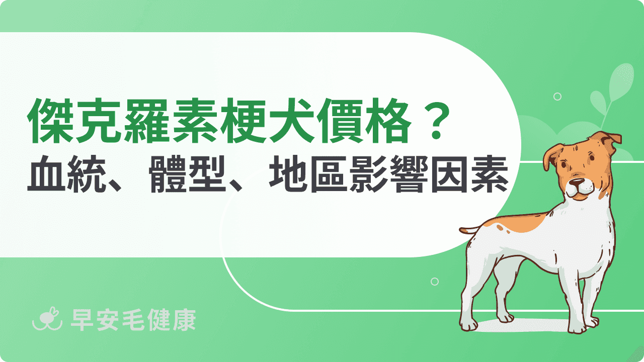 傑克羅素梗犬價格最新區間！詳解血統、體型、地區3大影響因素