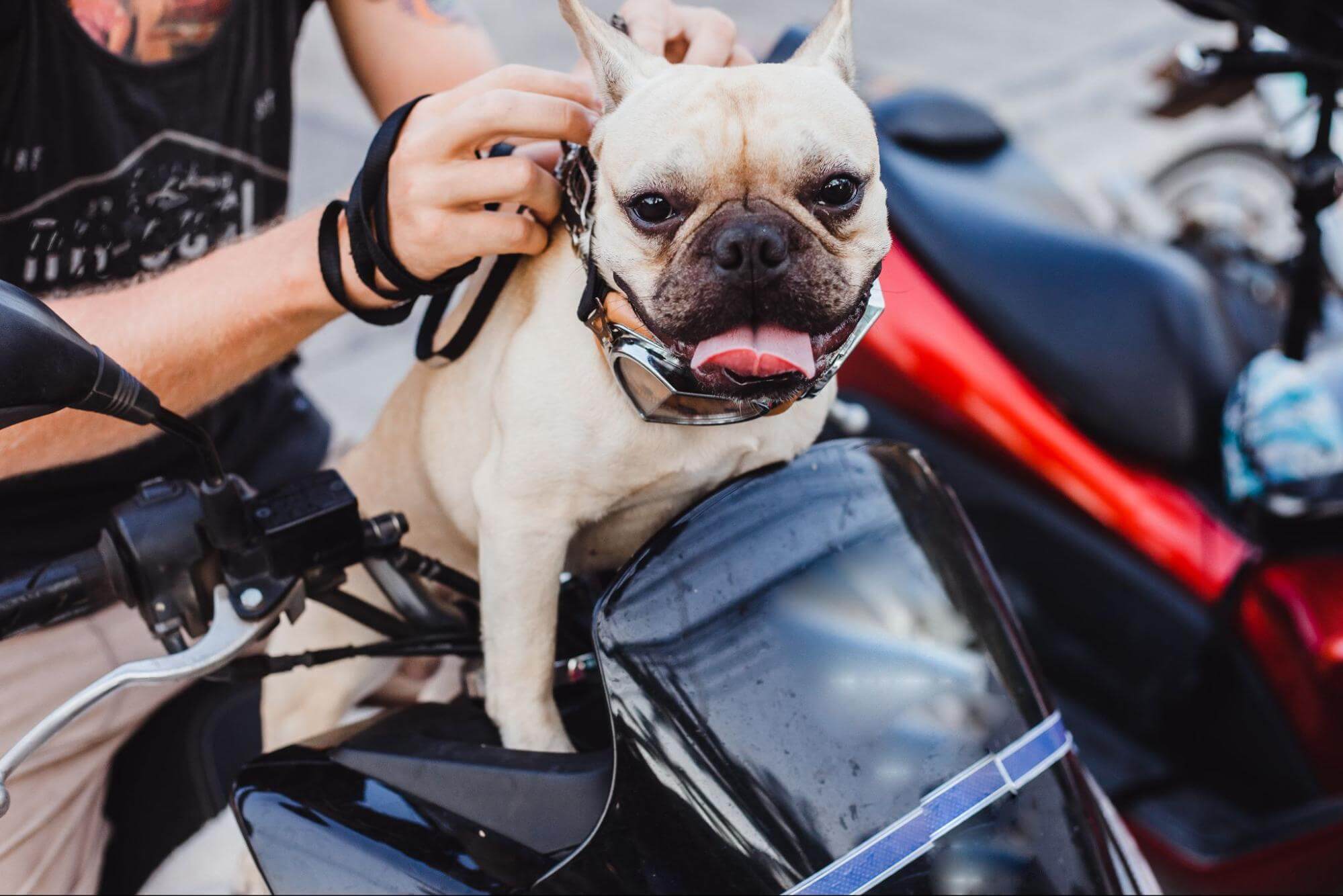 117. AI - how-to-carry-a-dog-on-a-motorcycle-1