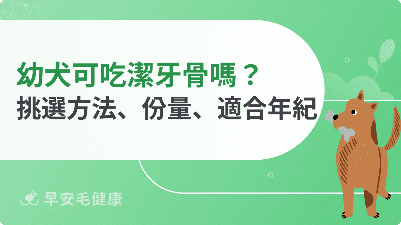 幼犬換牙可以吃潔牙骨嗎？安全餵食方法與口腔護理重點