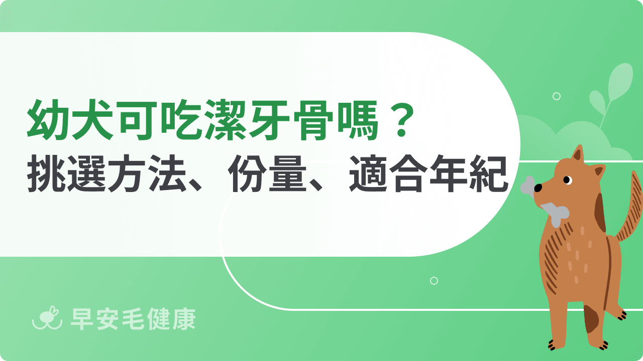 幼犬換牙可以吃潔牙骨嗎？安全餵食方法與口腔護理重點