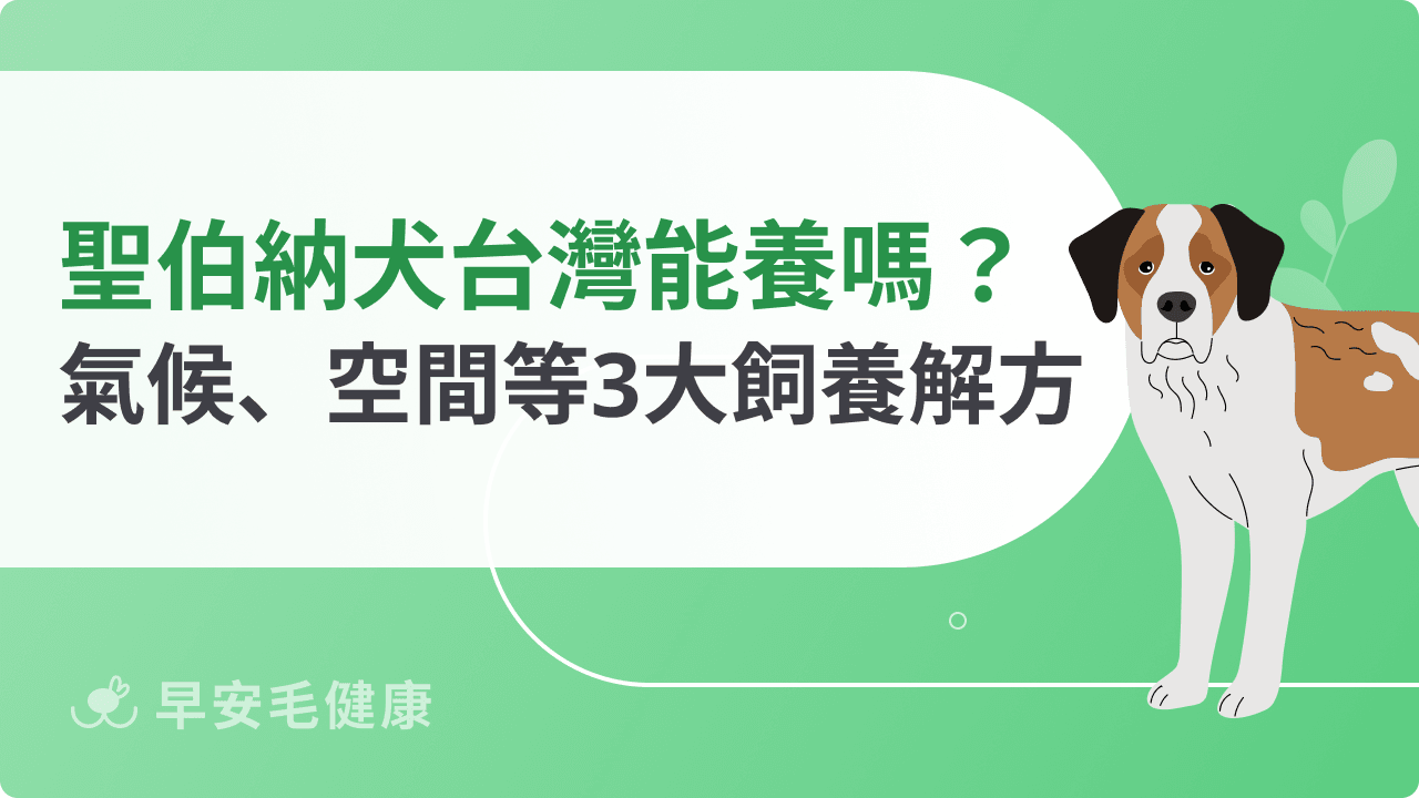 聖伯納犬台灣適合養嗎？氣候、空間、飼養現實對策解析