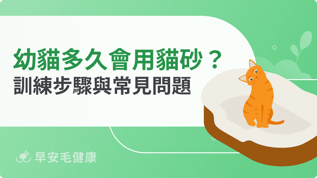 幼貓多久會用貓砂？訓練時間、步驟與常見問題解析