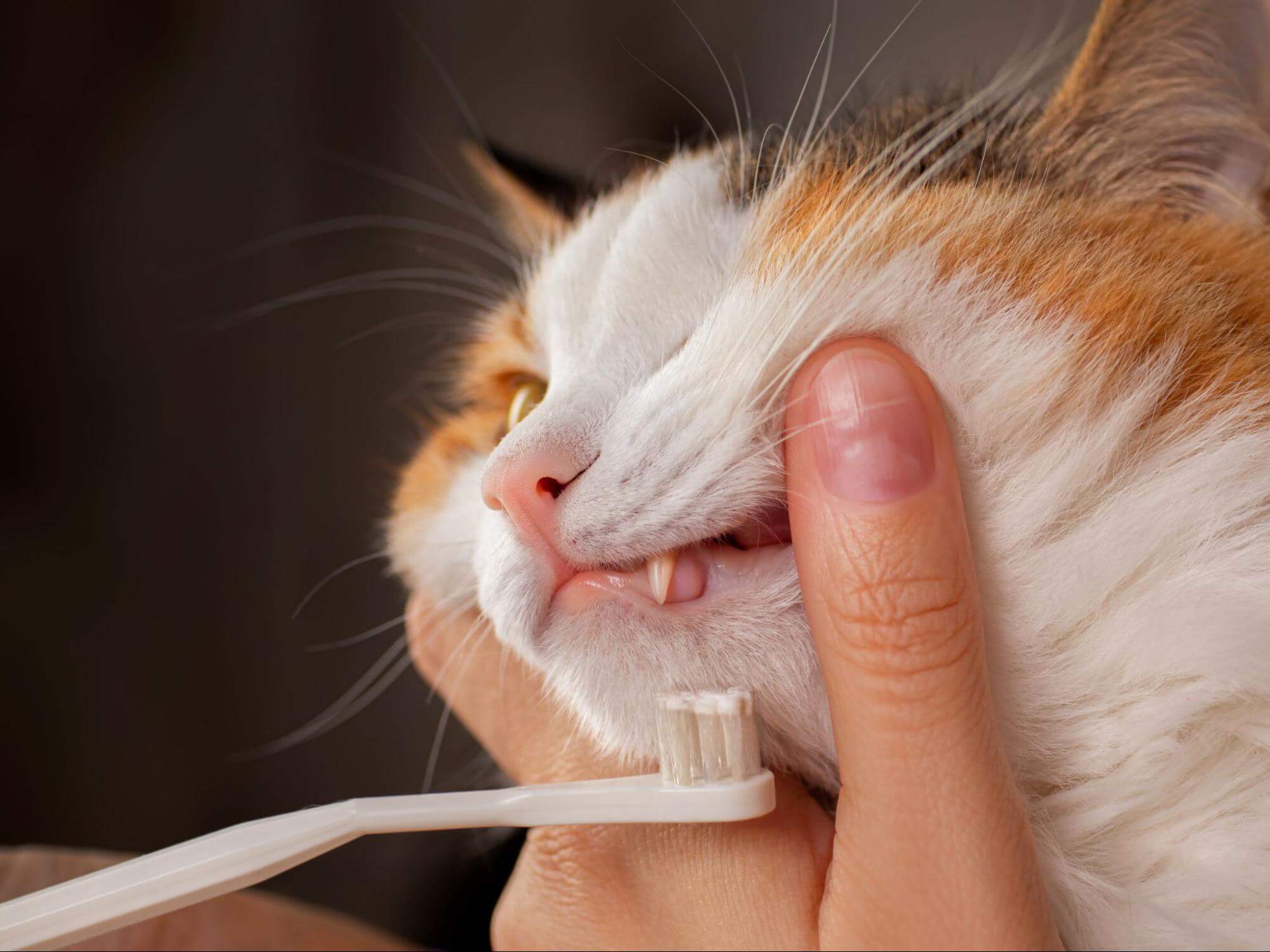 42. AI - how-to-brush-cats-teeth-1