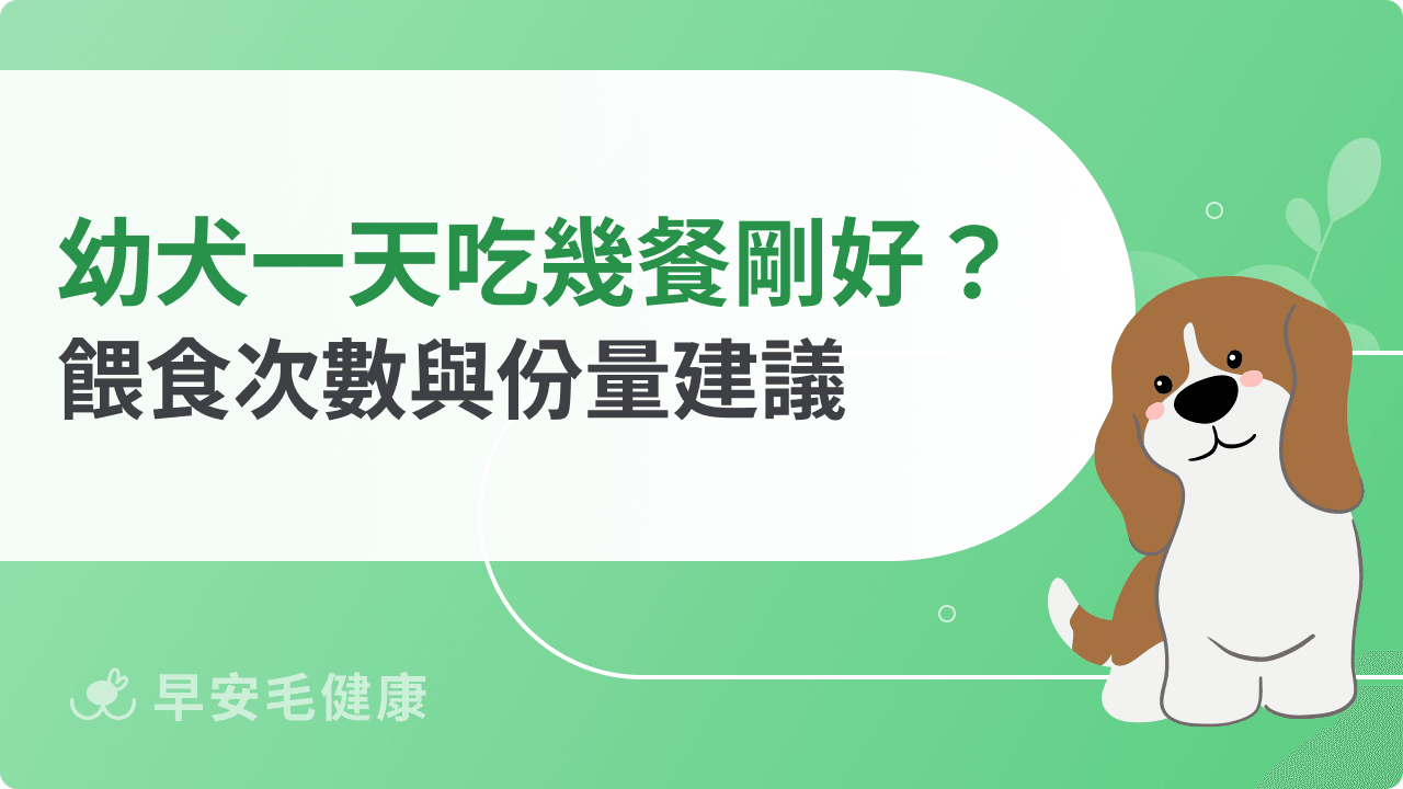 幼犬一天吃幾餐最剛好？餵食次數與份量建議