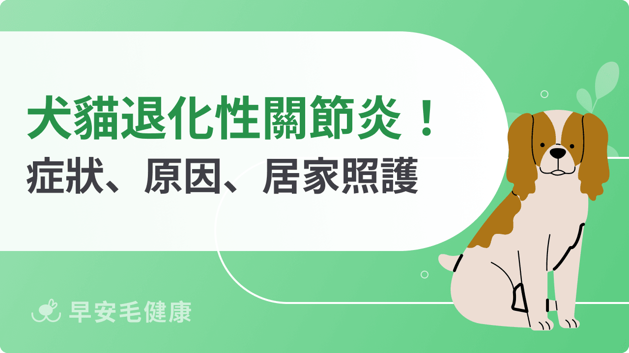狗狗退化性關節炎全攻略：症狀、治療、費用與改善指南