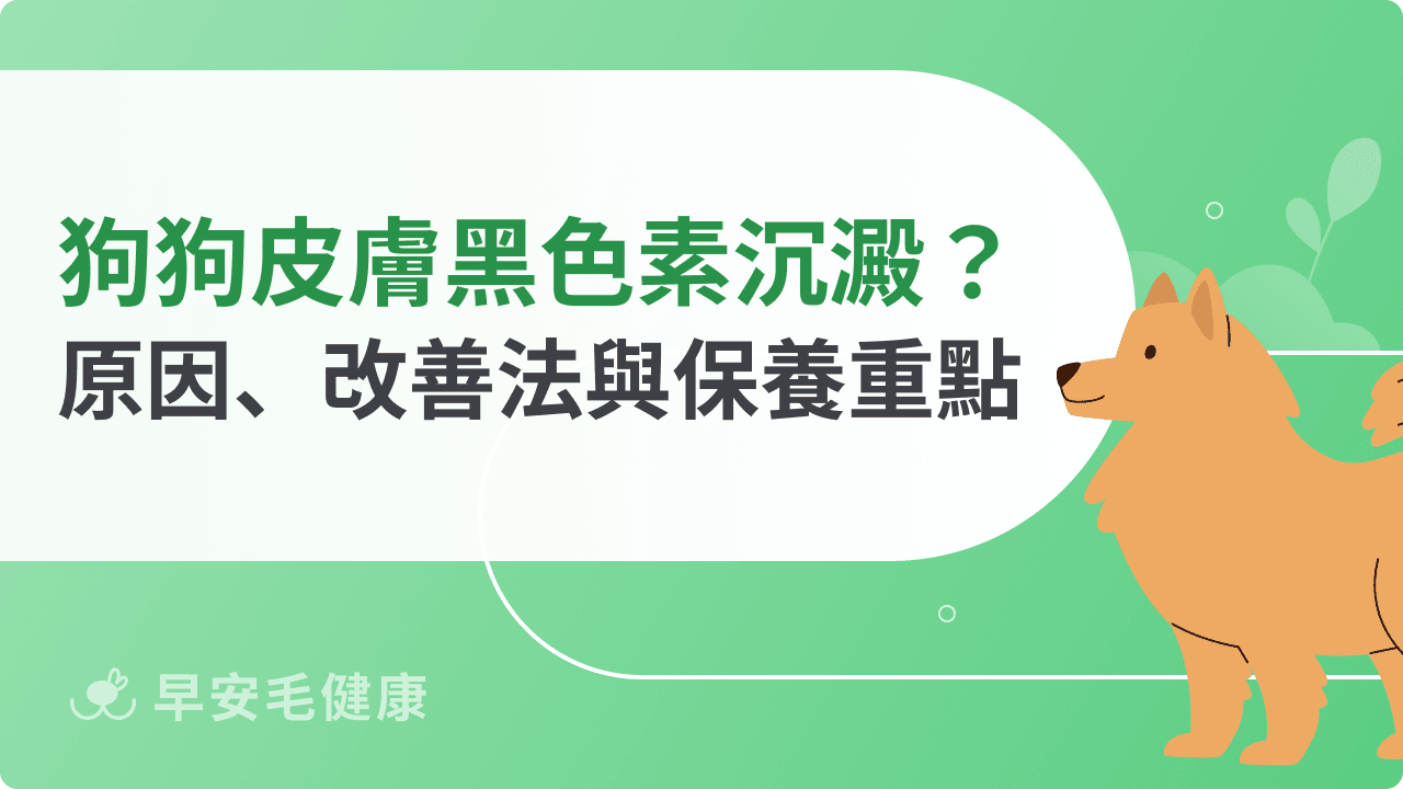 狗狗皮膚黑色素沉澱怎麼辦？常見原因、改善方法與﻿保養重點
