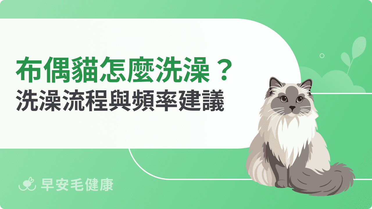 布偶貓洗澡要注意什麼？新手必讀洗澡流程與頻率建議