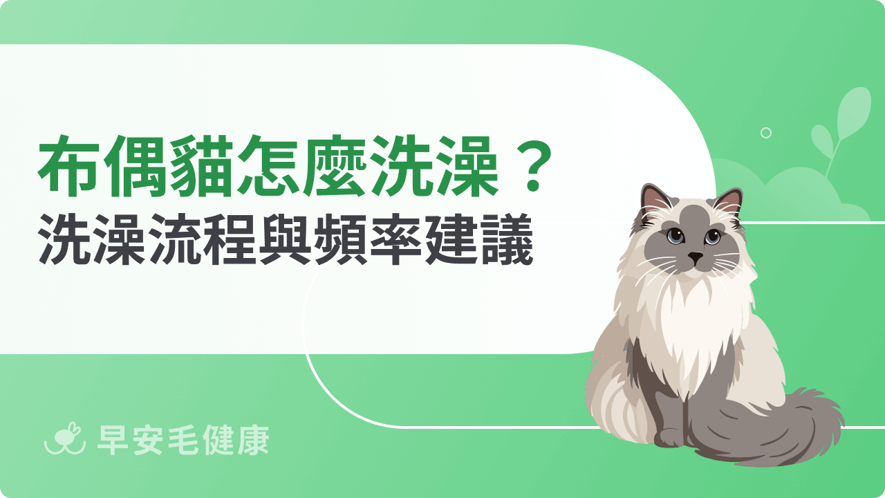 布偶貓洗澡要注意什麼？新手必讀洗澡流程與頻率建議