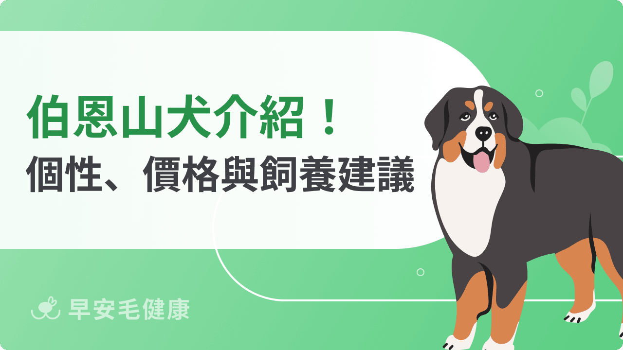 伯恩山犬好養嗎？個性、價格與新手飼養須知大公開！