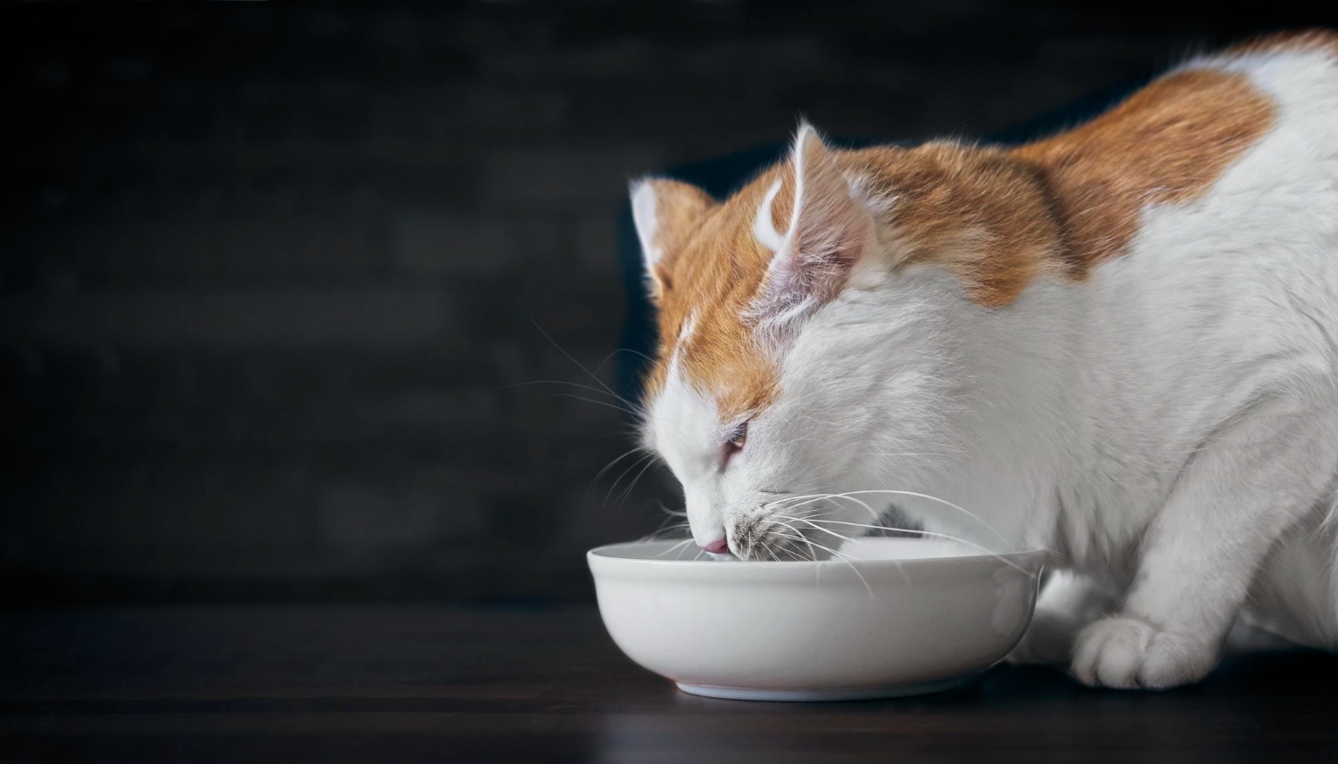 535. AI-can-cats-eat-clams-1