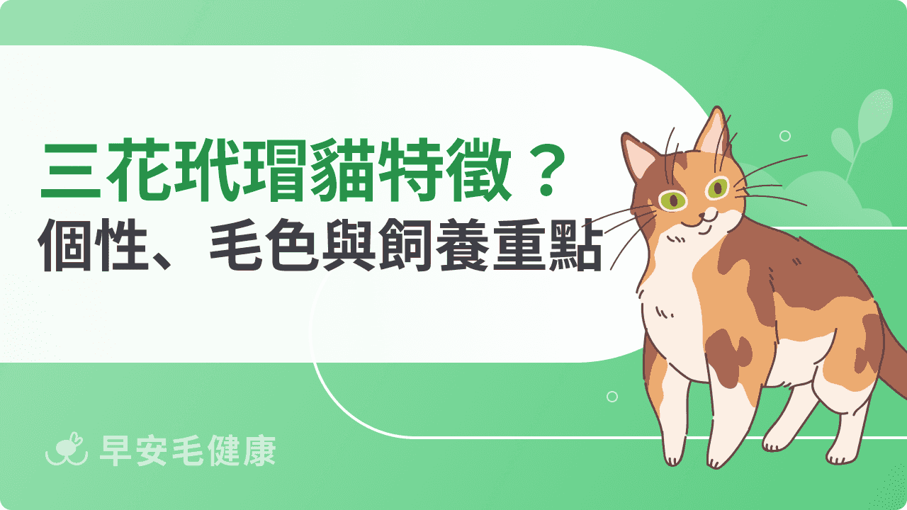 三花玳瑁貓有什麼特徵？個性、毛色與飼養重點一次看懂