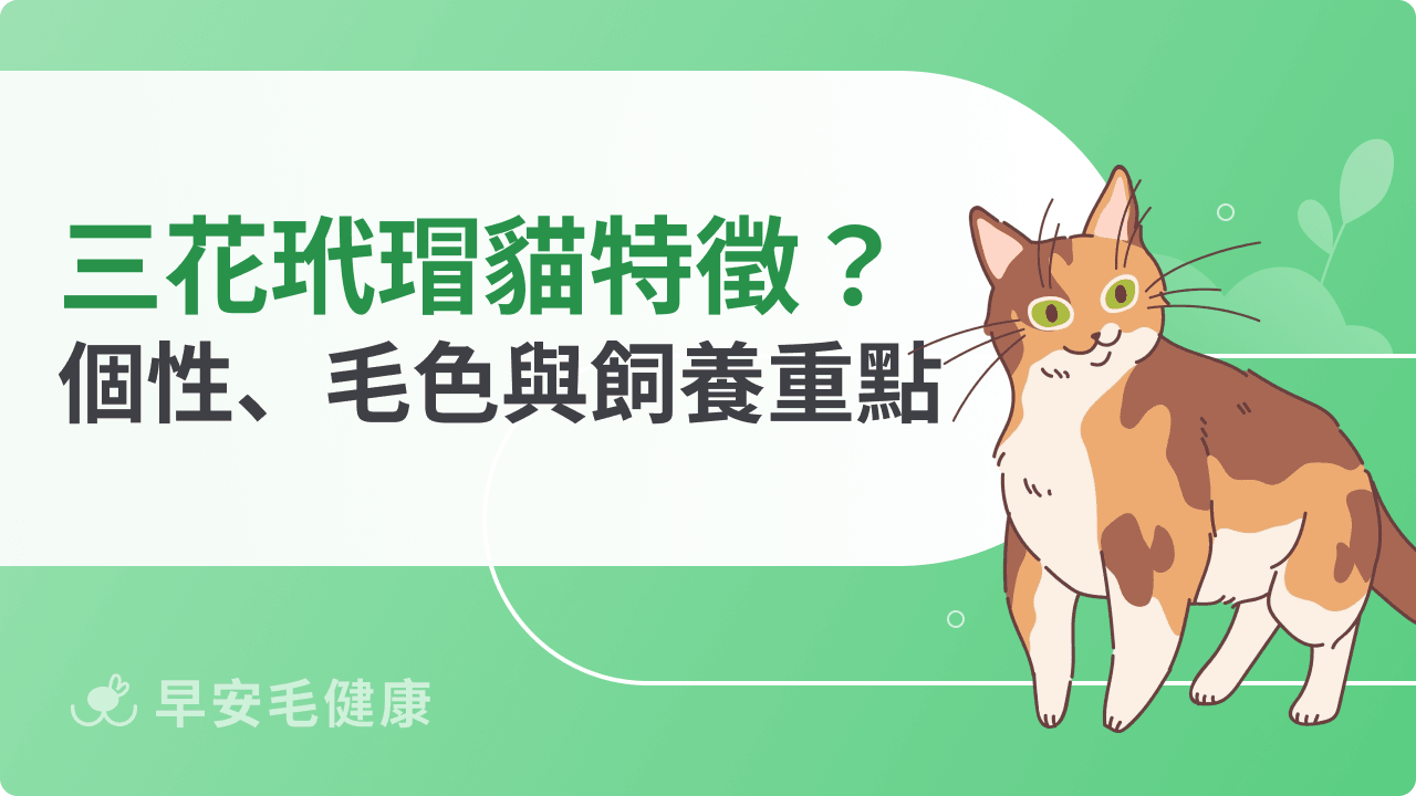 三花玳瑁貓有什麼特徵？個性、毛色與飼養重點一次看懂